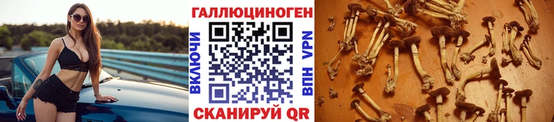 Псилоцибиновые грибы мицелий  Купить  Новомичуринск 